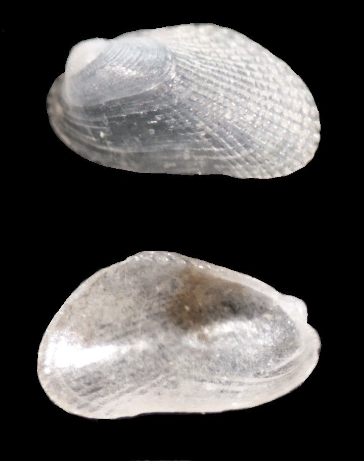 Gregariella semigranata